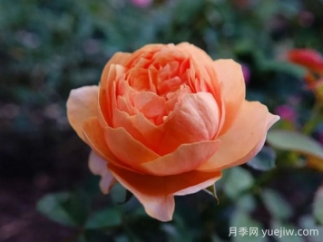 温柔珊瑚心月季的优缺点是什么？