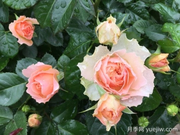 木星王月季的优缺点是什么？