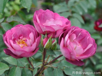 朦胧月光月季的优缺点是什么？