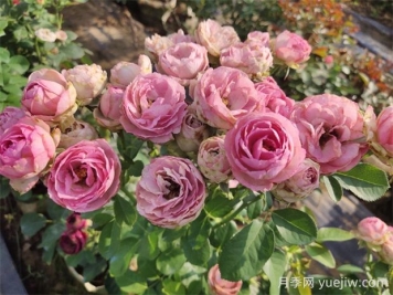 薰衣草蕾丝月季的优缺点是什么？