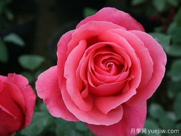 高颜值大花月季，就是国月粉扇月季