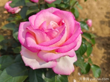 月季花语，朋友圈里的浪漫祈愿