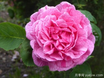 德里奥特夫人月季