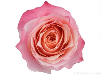 厄玫火烈鸟月季