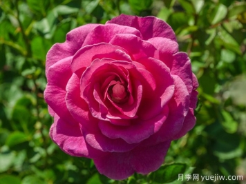 飞吻月季/真实感恩月季True Gratitude