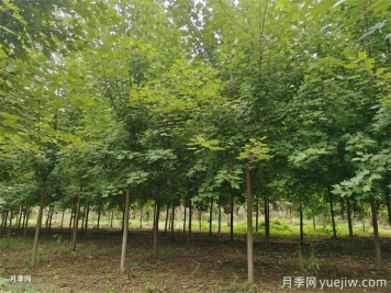 五角枫、八角枫、羽毛枫、秋枫、幌伞枫，哪个更有钱景？