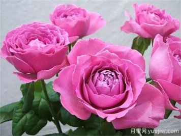 怀旧优雅月季，浓香抗病的大花月季