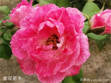 分享6种以美食来命名的月季花品种