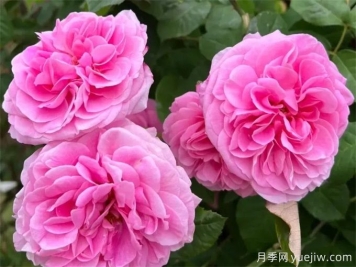 格特鲁德杰基尔月季，花艳香浓，花期长抗病强