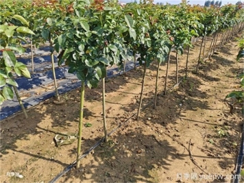 月季入秋管理，月季秋剪准备工作