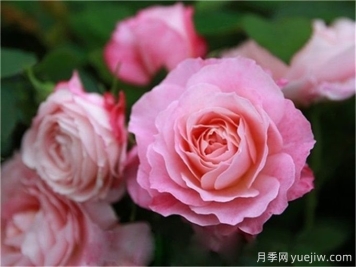 海神王阳台月季，花型优雅花色艳丽