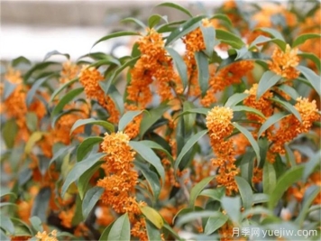 盘点10个具有浓烈花香的植物，芳香四季