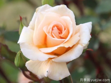 温柔的劝导月季/温柔劝说月季