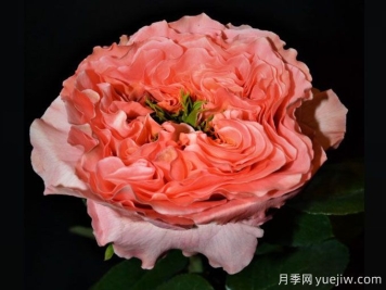 柑橘激情月季/柑橘爆炸Mandarin X-Pression