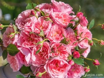 蜜语月季的优缺点是什么？