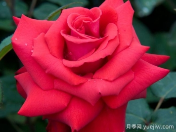 挚爱月季/大爱/深爱