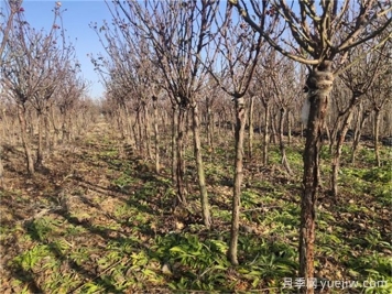 冬季是苗木病虫害防治的好时机