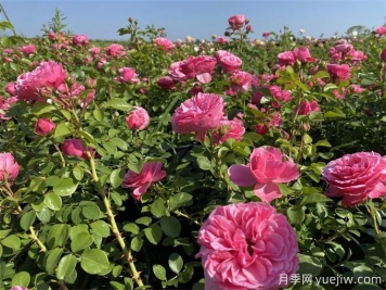 月季园：上海盛佰俪玫瑰园