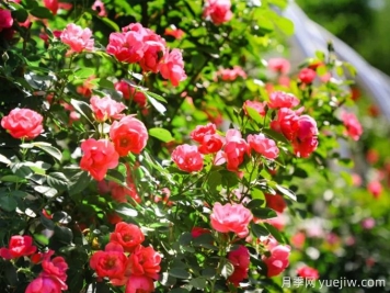 月季园：北京植物园月季园