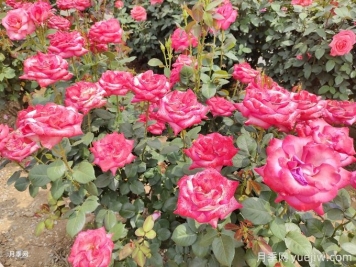 大理月季应用和月季景观