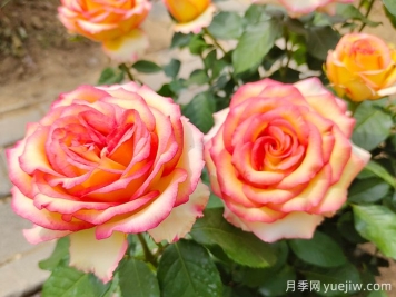 苗木市场具有发展空间的几个品种