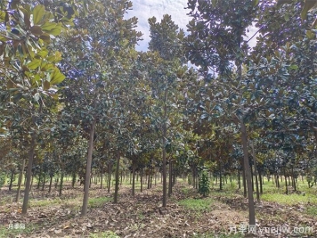 七步法看经济苗木质量