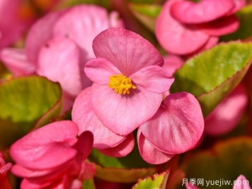 秋海棠品种图片