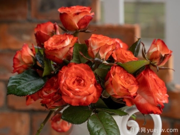 法尔法拉月季Farfalla