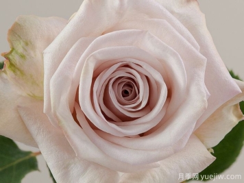 艾莉月季/艾里/亚力山大