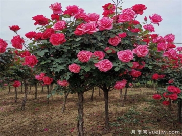 如何做到苗木种植规范