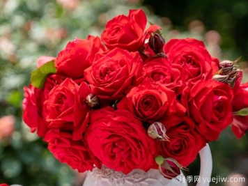 ​1001朵月季，月季花语中的浪漫密码