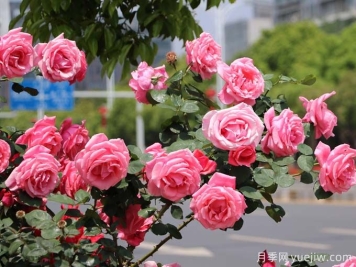 昆明月季应用和月季景观