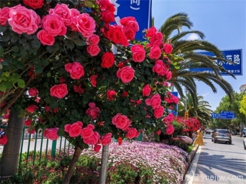 曲靖月季应用和月季景观