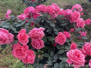 楚雄月季应用和月季景观