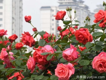 凯里月季市花文化和月季景观