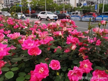 桂林月季应用和月季景观