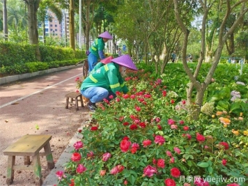 钦州月季应用和月季景观