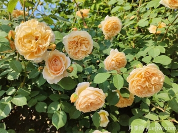 贺州月季应用和月季景观