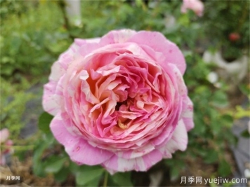 推荐八款非常好看又经典的条纹月季品种