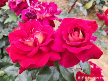 嘉峪关月季应用和月季景观