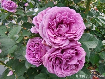 张掖月季应用和月季景观