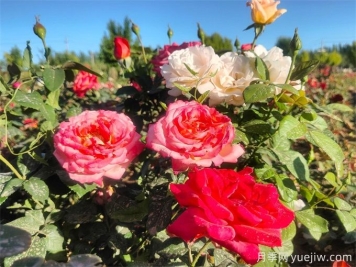 酒泉月季应用和月季景观