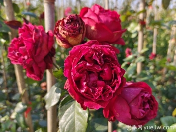 定西月季应用和月季景观