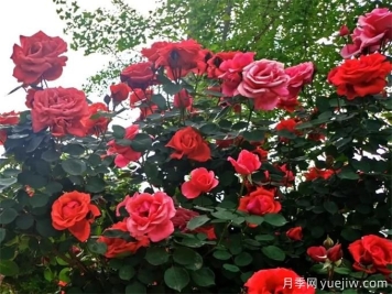 凉山月季应用和月季景观