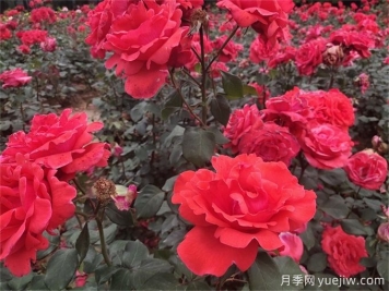 西宁月季应用和月季景观