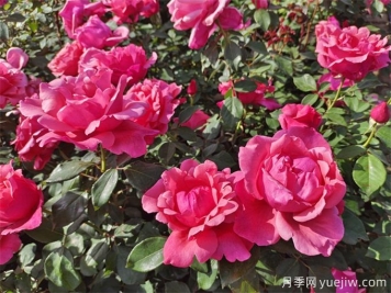 石嘴山月季市花文化和月季景观