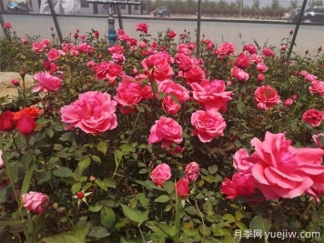 固原月季应用和月季景观