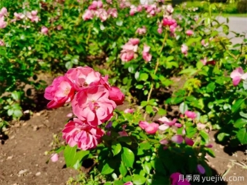 呼和浩特月季应用和月季景观