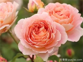 亚伯拉罕达比月季，勤花抗病香气浓郁