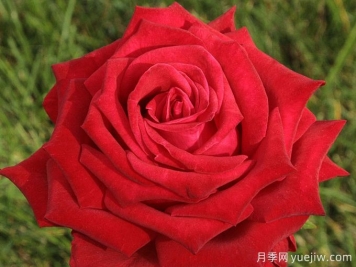 红桃A月季/红心王牌